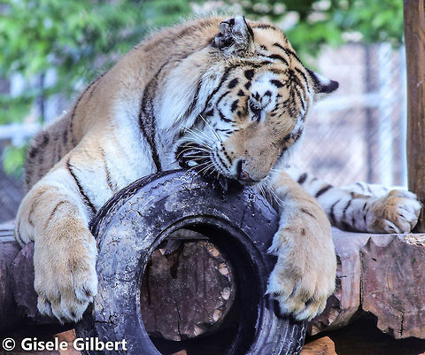 just a playful bite  Panthera tigris,Tiger