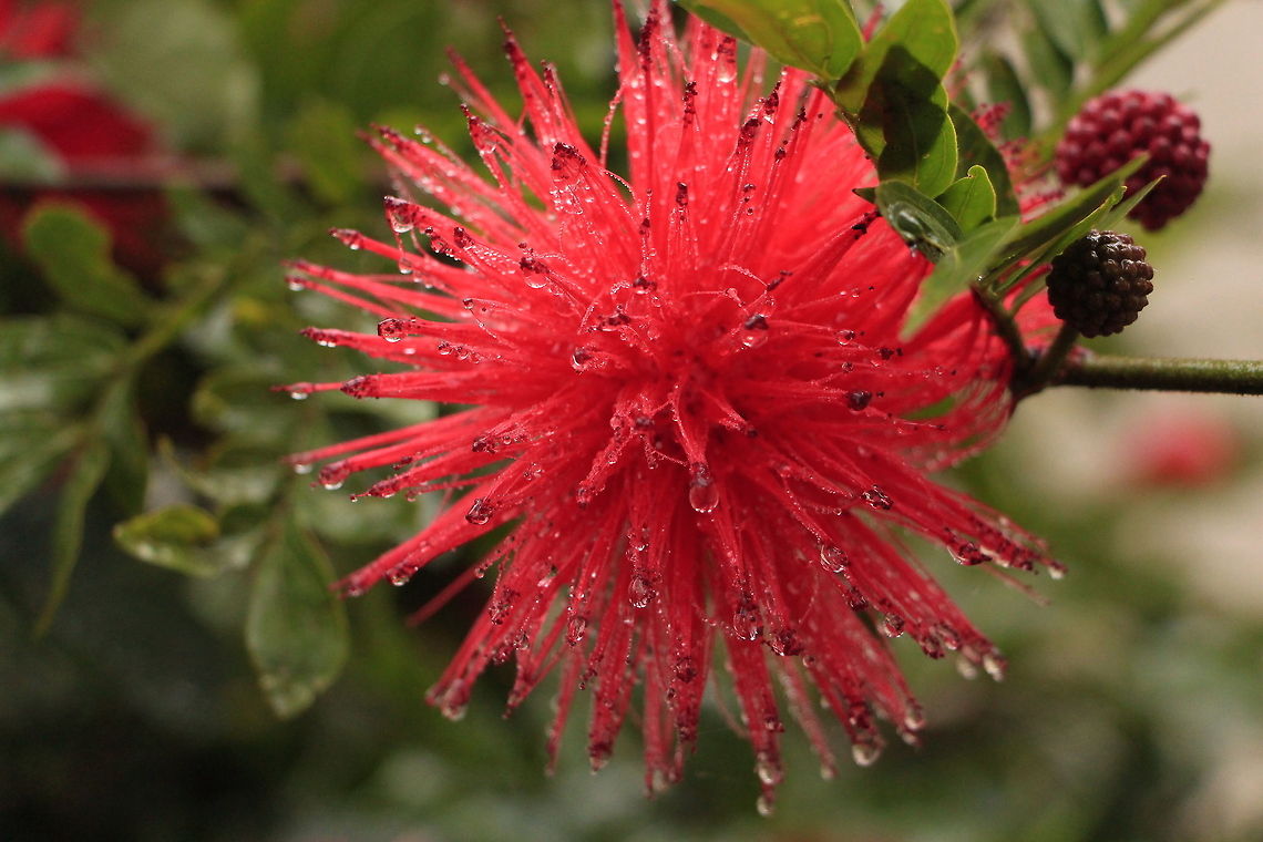 Calliandra haematocephala / Pink powder puff Origin - Bolivia, South America<br />
The powder-puff pinkish- red blooms are striking. The new growth of the evergreen compound leaves are copper-colored. With showy blooms and luxuriant foliage this shrub fits well into a lush subtropical landscape. It grows best in coastal locations with little frost. This large shrub is useful as a screen and background plant. They can be espaliered along a wall. Hummingbirds love the flowers! Calliandra haematocephala,Geotagged,India