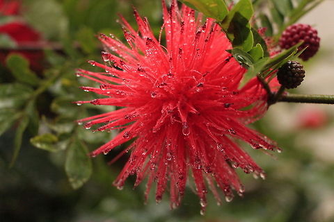 Calliandra haematocephala / Pink powder puff Origin - Bolivia, South America
The powder-puff pinkish- red blooms are striking. The new growth of the evergreen compound leaves are copper-colored. With showy blooms and luxuriant foliage this shrub fits well into a lush subtropical landscape. It grows best in coastal locations with little frost. This large shrub is useful as a screen and background plant. They can be espaliered along a wall. Hummingbirds love the flowers! Calliandra haematocephala,Geotagged,India
