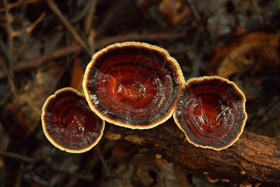 Forest fungi  Geotagged,India