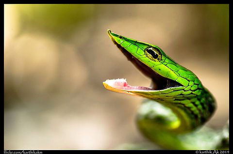 The green beauty A defensive stance by the emerald colored snake! Ahaetulla nasuta,Green vine snake or Long-nosed whip snake