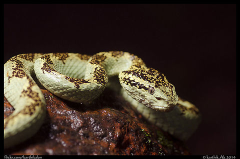 Malabar pit viper in the monsoons  Malabar pit viper,Trimeresurus malabaricus