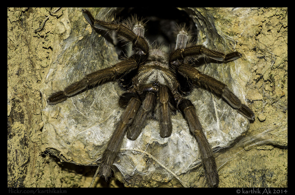 Tarantula in her home!  Spider