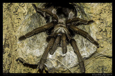 Tarantula in her home!  Spider