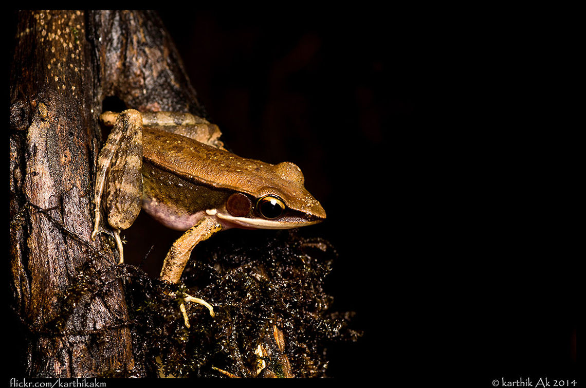 Bronze frog profile shot  Bronzed frog,Hylarana temporalis