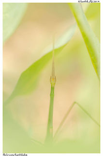 The Mysterious Mantis  mantis,mysterious,stick mantis