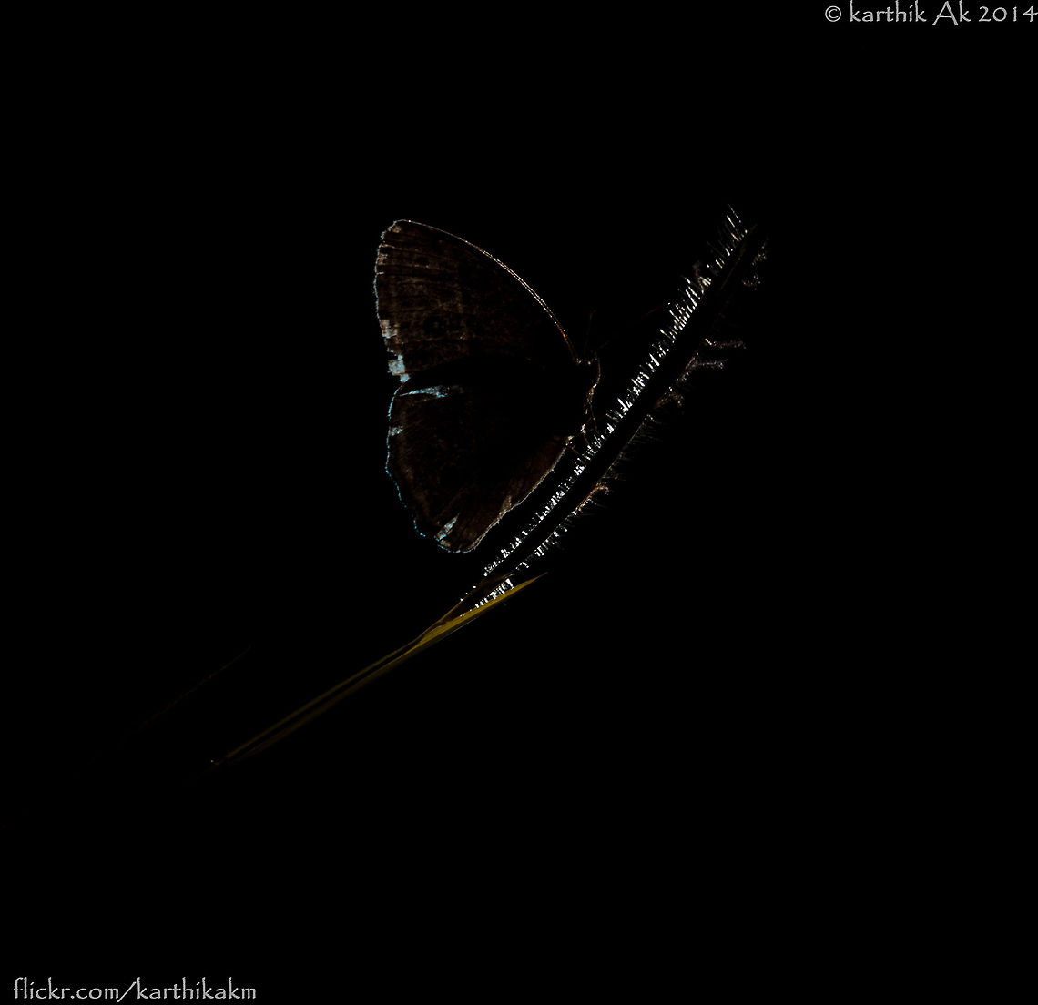 The Awakening  backlit,butterlfy,common brown