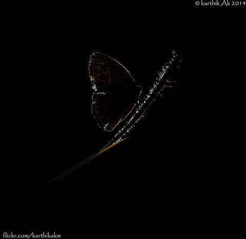 The Awakening  backlit,butterlfy,common brown