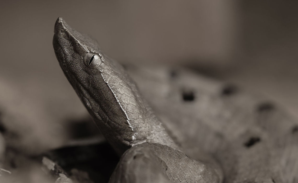 Hump Nosed Pit Viper A deadly snake with a perfect camouflage. Hump-nosed viper,Hypnale hypnale,camouflage,hypnale,india,pit viper,venomous,western ghats