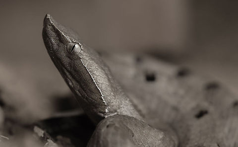 Hump Nosed Pit Viper A deadly snake with a perfect camouflage. Hump-nosed viper,Hypnale hypnale,camouflage,hypnale,india,pit viper,venomous,western ghats