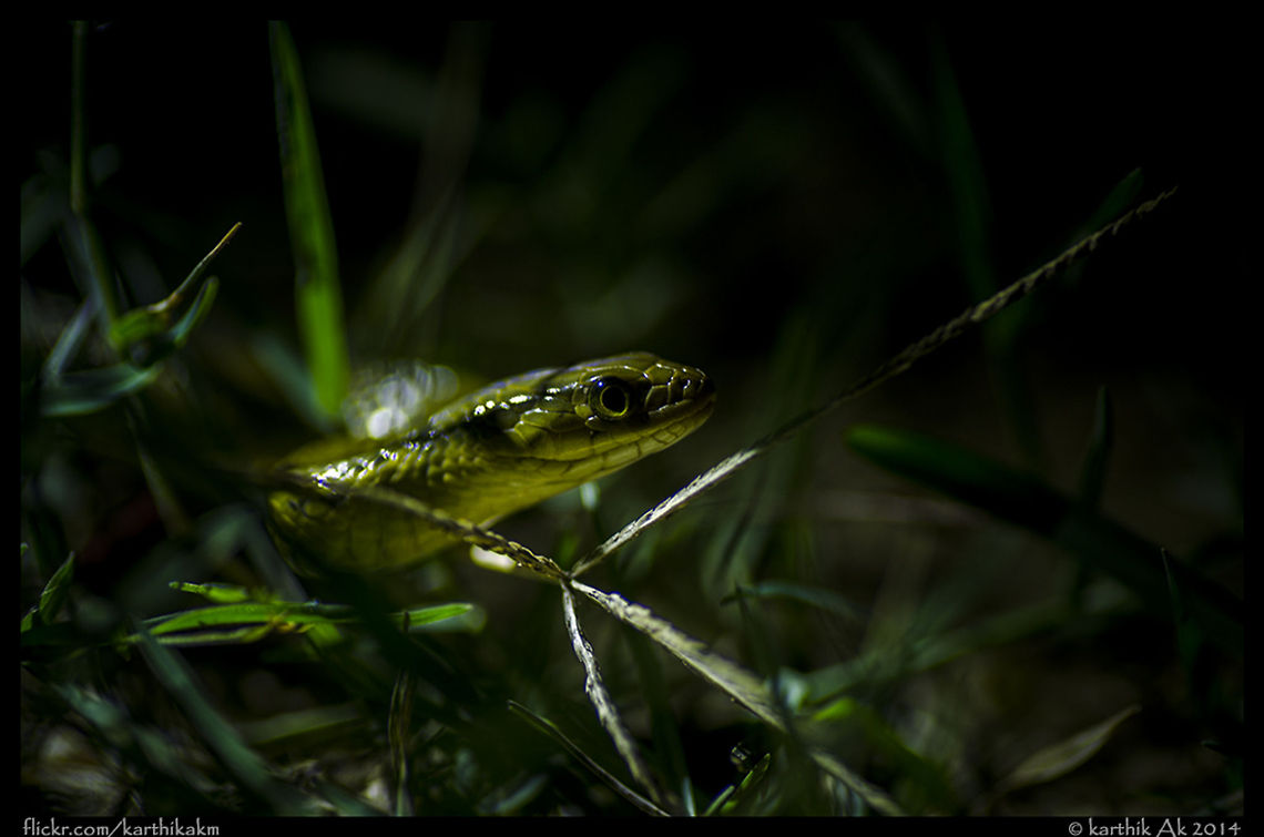 Green keelback Well! i was in search of some frogs(a particular species though) on a chill winter night in the fields near my favorite place in my hometown.  We had a we using a normal led flashlight, and suddenly on of them alerted a snake near your leg, without over reacting, saw the green emerald shiny scales, confirmed it as harmless green keelback and i went to the eye level slowly without disturbing the snake in anyway. I liked the way the as the snake was seen under the led light. I just asked my friend to hold the light slightly lower and  created this image. This guy was moving slowly, I didn&#039;t want to stop him and shot moving along with him! Colubridae,Green Keelback,Macropisthodon plumbicolor,bangalore,india,mildly venomous,reptile,snake