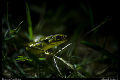 Green keelback Well! i was in search of some frogs(a particular species though) on a chill winter night in the fields near my favorite place in my hometown.  We had a we using a normal led flashlight, and suddenly on of them alerted a snake near your leg, without over reacting, saw the green emerald shiny scales, confirmed it as harmless green keelback and i went to the eye level slowly without disturbing the snake in anyway. I liked the way the as the snake was seen under the led light. I just asked my friend to hold the light slightly lower and  created this image. This guy was moving slowly, I didn't want to stop him and shot moving along with him! Colubridae,Green Keelback,Macropisthodon plumbicolor,bangalore,india,mildly venomous,reptile,snake