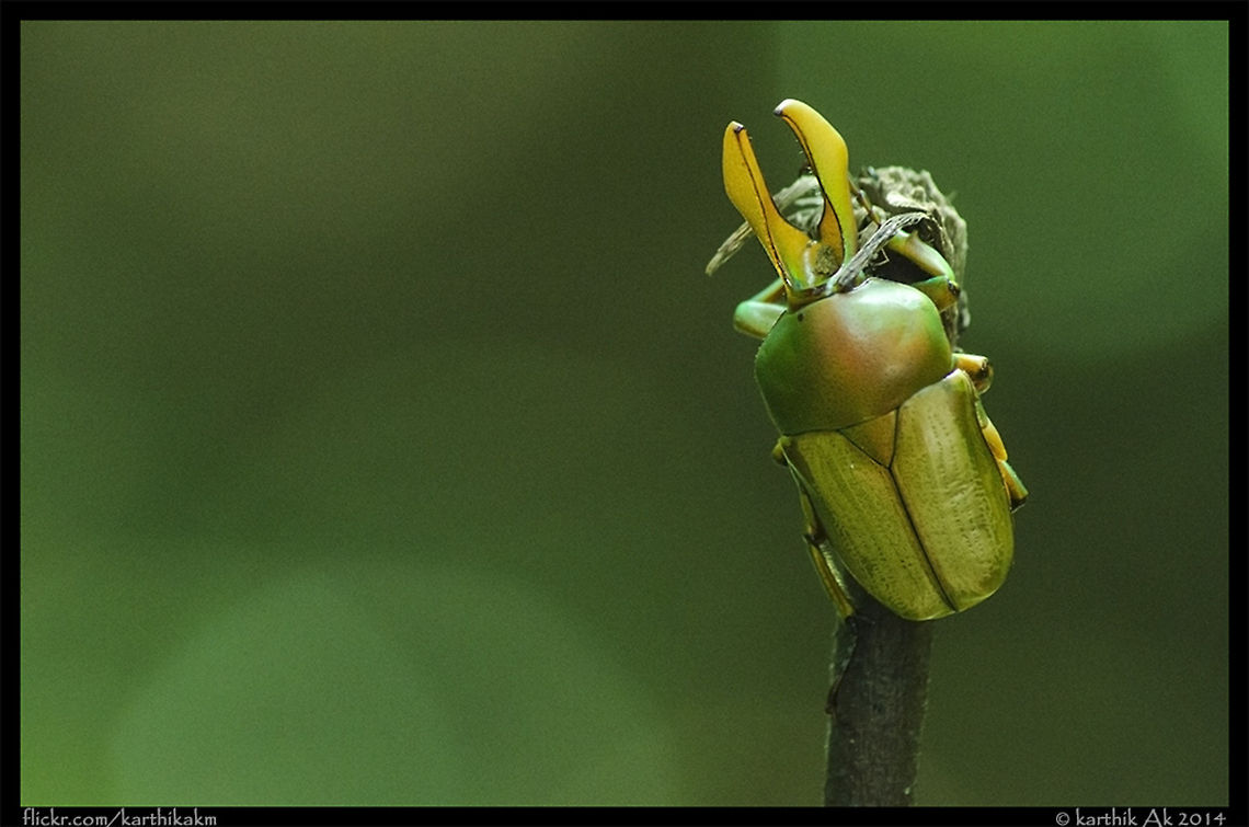 Narycius opalus - flower chafer During a walk in the thick forest of western ghats, one of the shoot tip of a plant on the path caught my attention which made me take a second look. The shoot tip i thought was actually this flower chafer, a male Narycius opalus, a in the tribe Cetoniini in the familiy Scarabaeidae. The genus Narycius only consists of this single species which is endemic in the Western Ghats.<br />
It guess it was mimicking the shoot tip. Shot in very low light conditions! Narycius,Narycius opalus,endemic insect,flower chafer,narycius,western ghats
