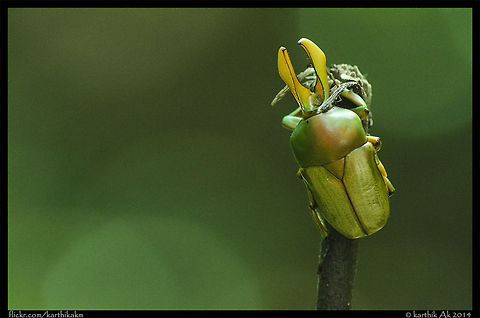Narycius opalus - flower chafer During a walk in the thick forest of western ghats, one of the shoot tip of a plant on the path caught my attention which made me take a second look. The shoot tip i thought was actually this flower chafer, a male Narycius opalus, a in the tribe Cetoniini in the familiy Scarabaeidae. The genus Narycius only consists of this single species which is endemic in the Western Ghats.
It guess it was mimicking the shoot tip. Shot in very low light conditions! Narycius,Narycius opalus,endemic insect,flower chafer,narycius,western ghats