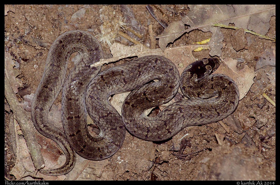 Oligodon affinis aka western kukri A common species of colubrid snakes endemic to western ghats.  Oligodon affinis,Western kukri,colubirds,endemic,non venomous,western ghats,western kukri