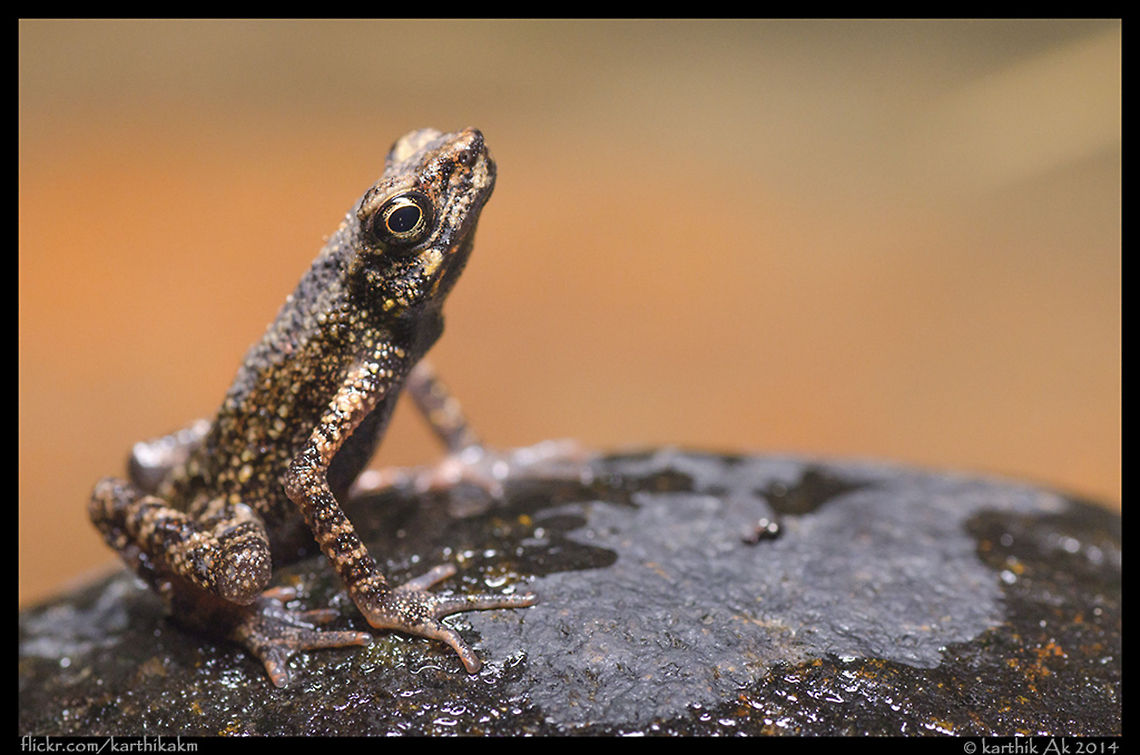 A rare encounter - Ghatophryne ornata A rare encounter - Ghatophryne ornata<br />
<br />
A rare and endangered species of toad endemic to the southern Western Ghats. There are two morphs of this species. The more common of the two is jet black with bright yellow spot on the upper side and red patch in the underside. This particular specimen is even rarer than the brightly colored morph. I was fortunate enough to see this rare specimen and document it. This was shot in pitch dark with external flash!! This is one of the poses I like from these tiny gems. The head raised high, with perfectly placed hands!! Just amazing!! Ghatophryne ornata,endangered,endemic,malabar torrent toad,western ghats