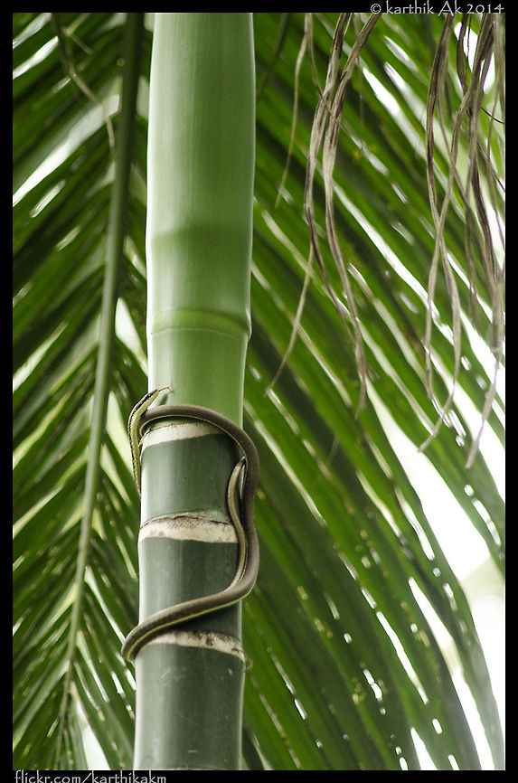 Common bronze back tree snake - Dendrelaphis tristis Common tree snake found in India and other parts of South Asia is a slender, harmless, brown colored with light colored lines running along its sides. They usually feed on small birds, geckos, lizards and eggs tree frogs. They rarely come down. They can be mistaken for a twig or a drying vine. They are very good tree climbers.<br />
An amazing snake to look out for in trees. Daudins Bronzeback,Dendrelaphis tristis,bangalore,bronze back,india,non venomous,tree climber,tree snake