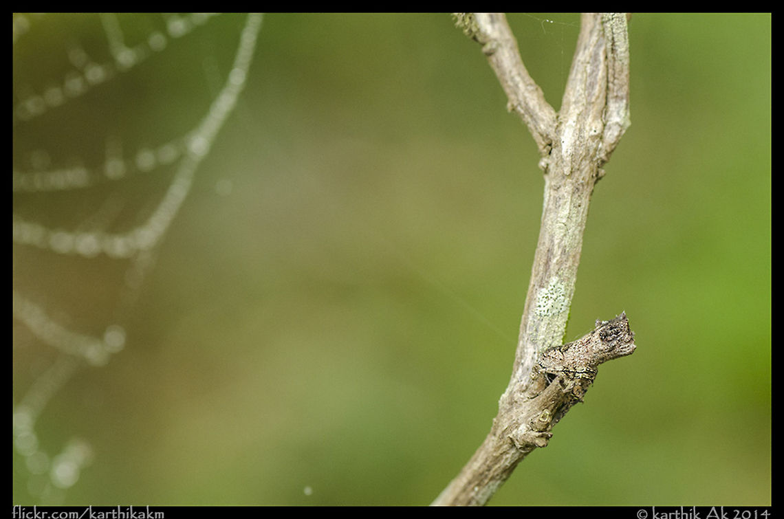Tree stump spider - Poltys sp I had found this spider around 10 months back in Bangalore. It was strange looking spider, with excellent camouflage.<br />
Earlier this month during my visit to Coorg, found this spider in my friend&rsquo;s garden just in front of his door.<br />
 <br />
By the time we came back home after a good long walk in the forest it was dark and misty, tiny droplets were seen on webs and flowers. On searching for a good web I stumbled upon a partially built web with what initially seemed like a stick hanging from the web, but on closer inspection, the supposed stick was actually building the web. Then my friend instantly pointed that it was the same species of spider we came across 10 months ago. Ah yes!! I was happy to see it again. Last time I wasn&rsquo;t able to get good images but this time I never wanted to miss. We let is build the web and decided to check it after an hour or so. We came back, photographed it in turns without disturbing it.<br />
 <br />
I wanted to take images in the daylight so the next morning when I went I couldn&rsquo;t find the spider in its webL. I went back to my friend saying it was not there, then he went to check out and after a minute or so, he found it! It was there as a stick on one of branches.<br />
I was so surprised to see it!! camouflage,india,karthik,spider,stump spider,tree stump spider
