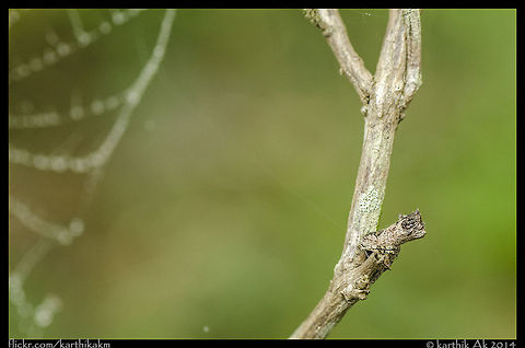 Tree stump spider - Poltys sp I had found this spider around 10 months back in Bangalore. It was strange looking spider, with excellent camouflage.
Earlier this month during my visit to Coorg, found this spider in my friend&rsquo;s garden just in front of his door.
 
By the time we came back home after a good long walk in the forest it was dark and misty, tiny droplets were seen on webs and flowers. On searching for a good web I stumbled upon a partially built web with what initially seemed like a stick hanging from the web, but on closer inspection, the supposed stick was actually building the web. Then my friend instantly pointed that it was the same species of spider we came across 10 months ago. Ah yes!! I was happy to see it again. Last time I wasn&rsquo;t able to get good images but this time I never wanted to miss. We let is build the web and decided to check it after an hour or so. We came back, photographed it in turns without disturbing it.
 
I wanted to take images in the daylight so the next morning when I went I couldn&rsquo;t find the spider in its webL. I went back to my friend saying it was not there, then he went to check out and after a minute or so, he found it! It was there as a stick on one of branches.
I was so surprised to see it!! camouflage,india,karthik,spider,stump spider,tree stump spider