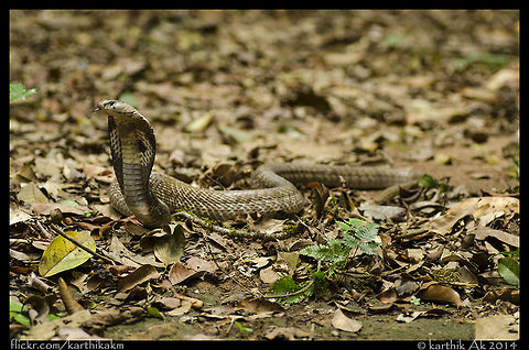 Naja naja - Common Indian Spectacled Cobra One of the healthiest specimens i have ever seen in the untouched forests of western ghats. I have found plenty of them in the urban jungle but not as healthy as this one. Common Indian Spectacled Cobra,Indian Cobra,Naja naja,cobra,india,spectacled,western ghats