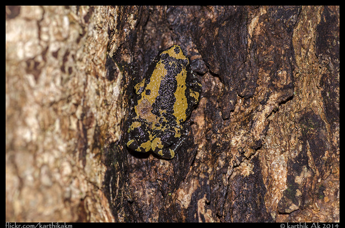 Malabar narrow mouthed frog-Ramanella triangularis One of the beautiful frogs of western ghats. The unique character of this frog is its breeding. They breed in small water puddles on trees. Ramanella triangularis,endemic,india,narrow mouthed frog,western ghats