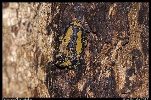 Malabar narrow mouthed frog-Ramanella triangularis One of the beautiful frogs of western ghats. The unique character of this frog is its breeding. They breed in small water puddles on trees. Ramanella triangularis,endemic,india,narrow mouthed frog,western ghats