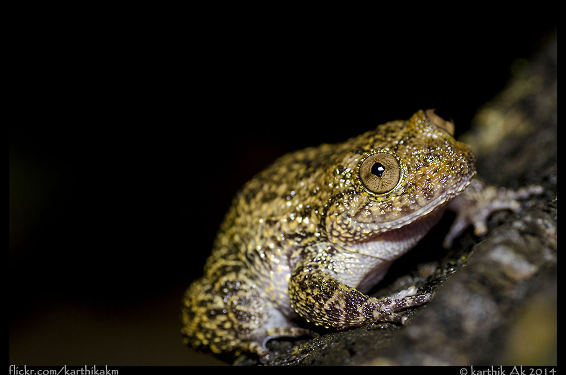 Karnataka Night Frog - Nyctibatrachus karnatakaensis An endangered and endemic frog species from the Western Ghats. These can be found in torrential streams of the shola forests. This individual was resting on the edge of a huge rock about 3 feet from the water surface. <br />
This is the biggest nycti i have ever seen and documented from Charmadi Ghats. Saw around 10 individuals on rocks as well as in streams. <br />
<br />
Spent around 2 hrs observing them. Not much activity seen apart from munching on insects that flew past them. Nyctibatrachus karnatakaensis,endemic,india,largest,night frog,western ghats
