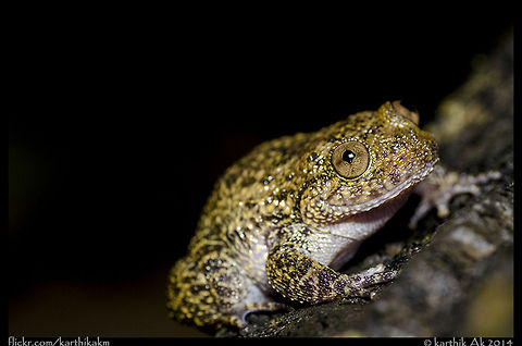 Karnataka Night Frog - Nyctibatrachus karnatakaensis An endangered and endemic frog species from the Western Ghats. These can be found in torrential streams of the shola forests. This individual was resting on the edge of a huge rock about 3 feet from the water surface. 
This is the biggest nycti i have ever seen and documented from Charmadi Ghats. Saw around 10 individuals on rocks as well as in streams. 

Spent around 2 hrs observing them. Not much activity seen apart from munching on insects that flew past them. Nyctibatrachus karnatakaensis,endemic,india,largest,night frog,western ghats