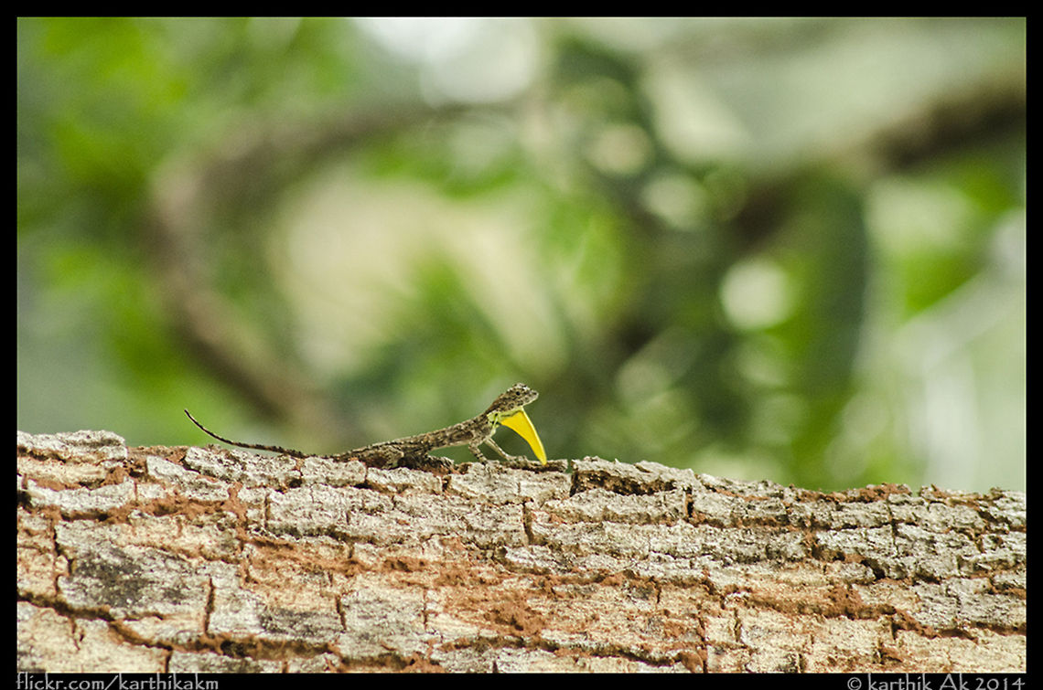 South Indian Flying Lizard - Draco dussumieri  Draco dussumieri,Southern Flying Lizard