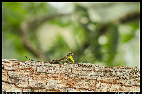 South Indian Flying Lizard - Draco dussumieri Draco dussumieri,Southern Flying Lizard