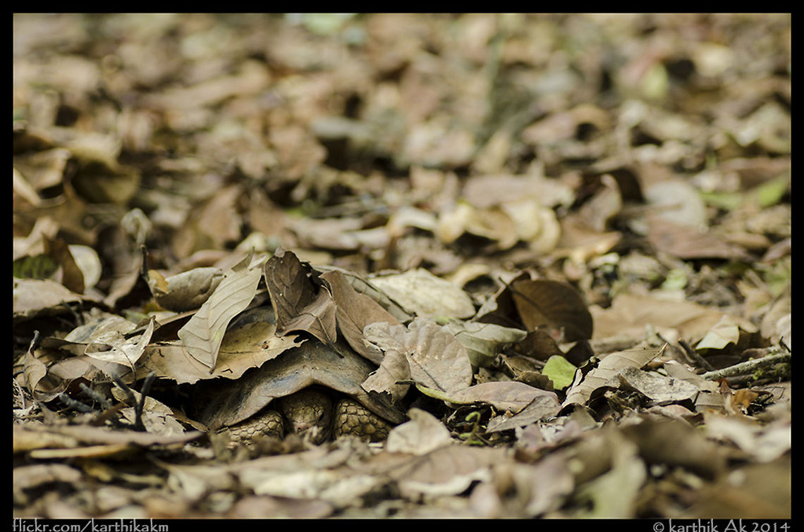 The Travancore! During a weekly visit to one of my favorite places in the western ghats, came across this wonderful creature. My first encounter with a wild tortoise. He was so well camouflaged that we couldn&#039;t spot him with our eyes. We were able to spot him only by the sound made by his sudden jerk, getting under the leaves on sensing us coming close. I bet we would have missed him had he not made that jerk. we were lucky to encounter a rare tortoise which is several decades older than us. Indotestudo travancorica,Travancore Tortoise,camouflage,forest floor,reptile,tortoise,western ghats