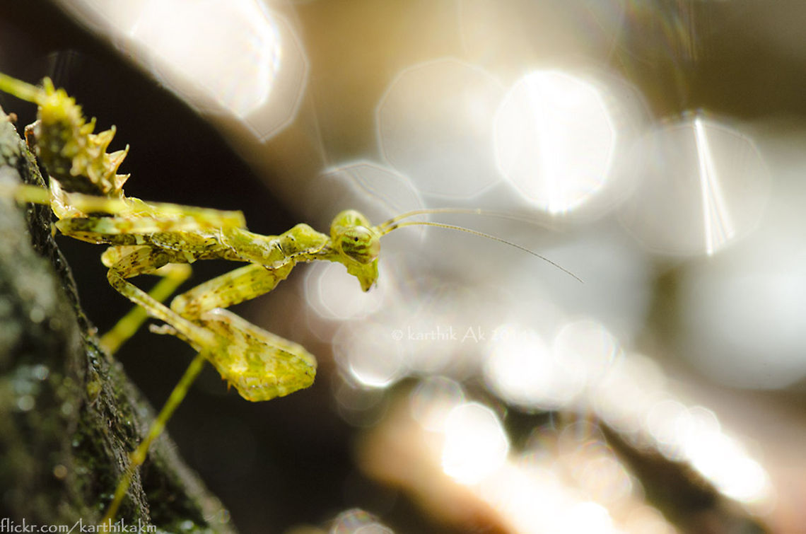 The dreaming mantis!! So far every visit to western ghats has been fruitful. I have one or the other special moments. It was my second visit to coorg and my first with wild buddy Vipin! <br />
We didn't have a concrete plan, however Vipin being aware of the places of his hometown helped us decide which place to visit without much confusion. we decided to explore a place about 10 km away from his home. It was forest area where people have seen elephants. It has a stream, which was small as it was a month after the last monsoon rain. The forest floor was dry but still there were leeches, at one particular place it was in huge numbers usually seen during monsoons!<br />
<br />
We trekked for about half hr and reached the stream. We were welcomed by the foot flagging frog(Micrixalus sp). he leaped and disappeared. While searching for him, Vipin spotted this beautiful dragon like mantis- resembling a moss. <br />
He was so beautiful, with the abdomen having pointed projections like that of a dragon. He was on a rock- we were wondering why did he came out of his hide out base and why was he on a dark stone. We started observing him and took some photos. We spent close to an hour observing him. There was no activity apart from moving his body up n down. After a while we went ahead in search of other life!<br />
 India,bokeh,dragon like,macro,mantis,moss,uniloc major 2300,western ghats