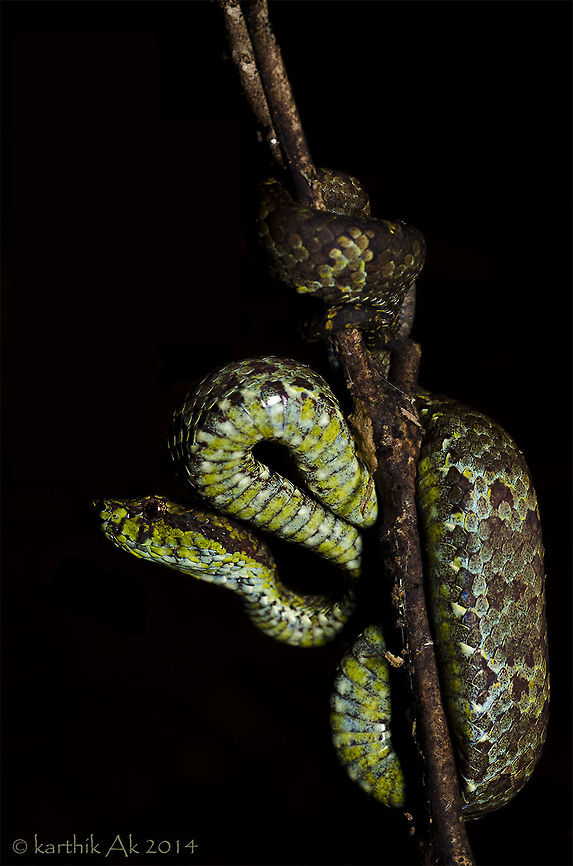 Trimeresurus malabaricus One of the most colorful specimens i have ever seen. <br />
These pit vipers come in a variety of color morphs. I have seen them in orange, yellow, green, brown,pale green, reddish brown and now this a mixture of colors!! Trimeresurus malabaricus,endemic,india,malabar pit viper,pit viper,venomous,western ghats