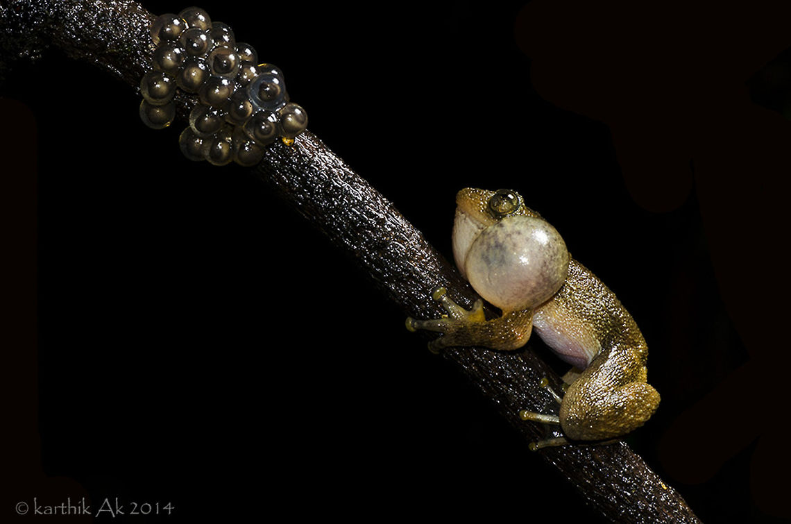 Father Calling!! Pictured here is the male frog checking out  his eggs, and calling so that other females would come and lay their eggs. <br />
There is lot more mystery involved in the breeding behavior of these night frogs.<br />
I&#039;m curious to know the below-<br />
Is the male calling the same female that laid her eggs earlier? Is he calling other females to come and lay their eggs or is his calling near the eggs so that is stimulates the embryo to develop faster? who knows. Only observing these frogs will reveal the truth about their beautiful life!<br />
 Bombay night frog,Nyctibatrachus humayuni,eggs,endangered,endemic,india,male frog,night frog,spawn,western ghats