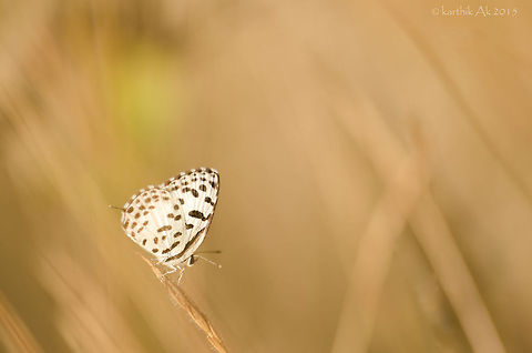 common pierrot- Castalius rosimon A small species of butterfly that is common in southern India. They are fast fliers and are very difficult to photograph. The best time to photograph them is during dusk and dawn, they can be seen resting on the grass blades. Castalius rosimon,Common Pierrot,Macro,bangalore,blues,butterfly,india,nikon