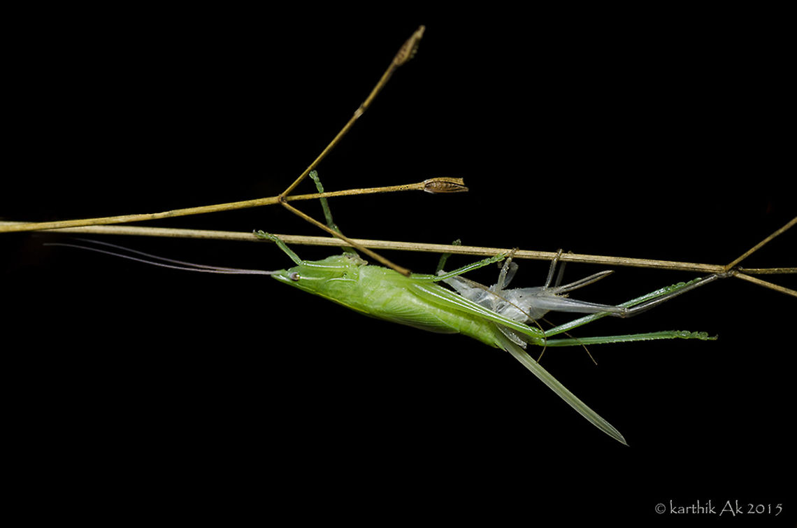 Grasshopper moulting During one of the weekend night walk in the woods found this hopper almost completed its moulting. It was a chill winter night. There were dew drops on the grass blades and other insects. I had seen the moulting of a hopper from midway a few weeks back in the evening. The conditions were not good for photography, however took a few record shots and observed the entire process. After that i had not thought of it. Few weeks later saw around 7-8 hoppers moulting at the same time. Dont know what triggered them to moult at the same time. Weather conditions might have a role in this!! arthropods,bangalore,exo skeleton,green grasshopper,hopper,moulting