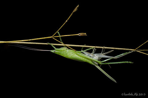 Grasshopper moulting During one of the weekend night walk in the woods found this hopper almost completed its moulting. It was a chill winter night. There were dew drops on the grass blades and other insects. I had seen the moulting of a hopper from midway a few weeks back in the evening. The conditions were not good for photography, however took a few record shots and observed the entire process. After that i had not thought of it. Few weeks later saw around 7-8 hoppers moulting at the same time. Dont know what triggered them to moult at the same time. Weather conditions might have a role in this!! arthropods,bangalore,exo skeleton,green grasshopper,hopper,moulting