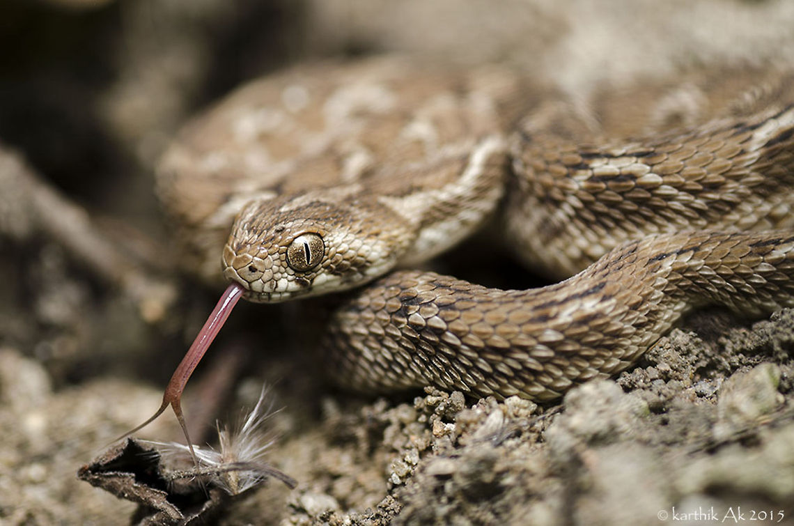Finally saw the living Saw!! It was a long wait to see a living saw scaled viper from this location. It was a 3 year wait. I had seen 2 road killed specimens, one each year and one year went without seeing any specimen. Finally beginning of this year itself was fortunate enough to see a live saw scaled viper in one of the night walks. <br />
It is a deadly snake with one of the fastest strike speeds in the world. One shouldn't underestimate its capability just by its size. Echis carinatus,big four,deadly beauty,haemotoxic,saw scaled viper,tongue flick,venomous