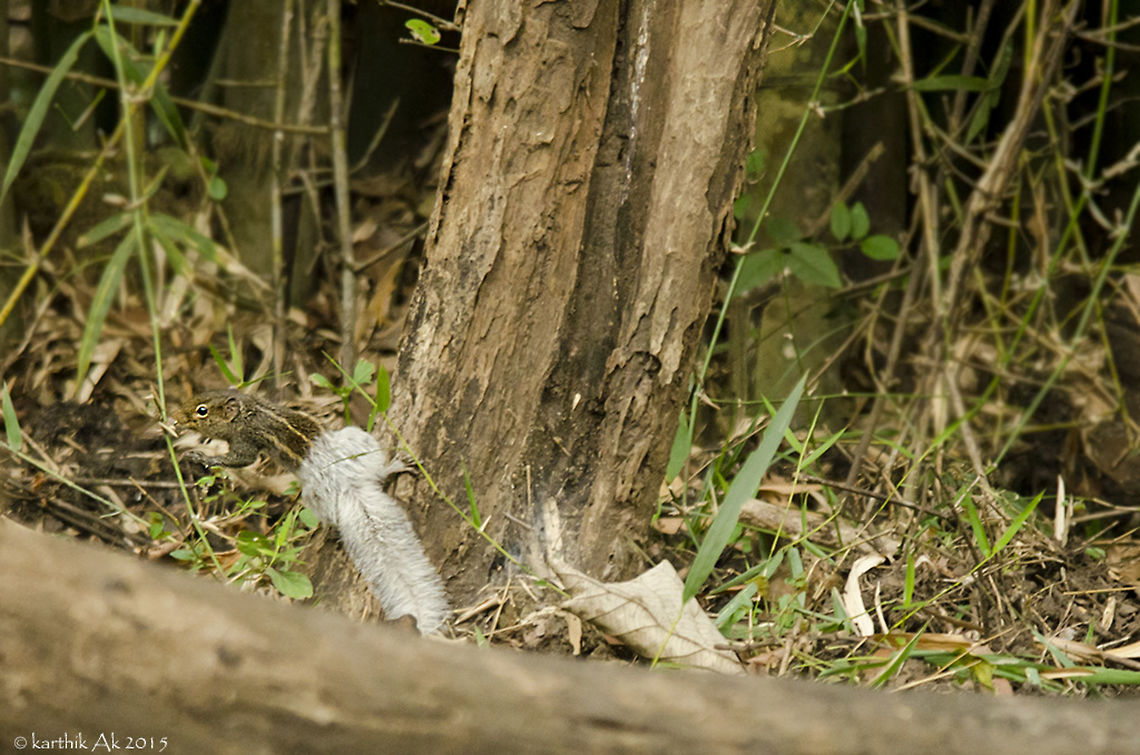 Incomplete make-Up!! I have seen a complete albino Indian Palm Squirrel but never a leucistic like this!! Albinism is a hereditary disorder associated with just one pigment, leucism is associated with multiple pigments. The main key identification factor of leucism and albinism is the eye color. The albinos have red color while leucistics have normal colored eyes.<br />
<br />
Leucistics are usually blonde or with patches of normal and pale colors. However this palm squirrel is a real wonder, just look at how it is half normal and half abino, it is ad if the squirrel was powdered from half was down. It was a treat to watch this wonder. Funambulus palmarum,Indian palm squirrel,albinism,india,leucism,rodent,western ghats