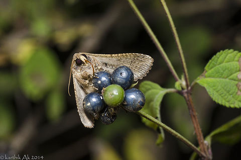 Time for some juiceee!! A night walk along the bushes will provide interesting macro subjects. I have seen the fruit piercing moth on many occasions, and have seen the feeding only once. That was amazing! Got to see feeding behavior of 2 individual moths.One is pictured here. The other also looked similar but cant say whether they belong to same species or not. This is not the common fruit piercing moth(moth with orange hind wings) Moths are even more fascinating than the butterflies. Experts say for every butterfly there are 10 moths in the world. The ratio may be even more. Also there is a misconception that moths are active only at night. It is not. There are moths that are active at day as well. Each species has its own time. fruit piercing moth,india,lantana fruit,moth