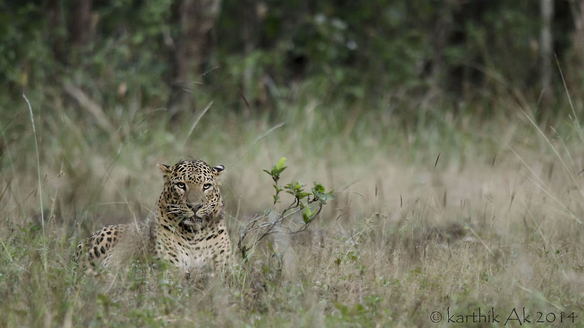 The final show! For a change my friend and I decided to head out to shoot some big cats. Just a couple of days before the Christmas we finalized a place, a reserve forest in Karnataka. It was my first safari and was bit excited!<br />
<br />
We started of with the morning safari. It was around 7 AM. It was damn cold, i was shivering and my fingers went numb within minutes of the starting the safari. After a while I wasn't even able to press the shutter properly!!<br />
<br />
As we traveled through the forest, i could feel the purity of the forest, the smell, the cold air, the morning calls of the birds, it was just amazing!!  It was 8:00 AM and still the light was low, the sun rays were no where to be seen!!<br />
<br />
We came across a barking deer, grazing peacefully without being disturbed by our presence. Never seen a shy animal in open, grazing in presence of humans!! The next 1 hr went without any sightings.Then a huge male Sambar deer, in its prime form crossing the road. And that's it, we were nearing the end of our safari and then at last about 10 minutes towards the end of the safari we found a beautiful leopard walking on the road. As the leopard saw us it jumped to the side, took a look at us for about 5 seconds or so and disappeared into the forest. Due to some hiccups we were not able to take a single image :(<br />
<br />
We came out of the reserve with some disappointment. We decided to take the evening safari as well. This time we came across a herd of about 5-6 Elephants grazing peacefully, a cute little fawn, and herds of Gaurs and then again no sight of big cats,the safari was about to end. <br />
<br />
It was getting dark and the chance of spotting any other animal was slim. We were 15 minutes away from the exit, and suddenly my friend altered softly "stop the jeep!, stop the jeep!, a leopard, a leopard!!", i turned back saw the leopard resting peacefully. We requested the driver to driver back slowly, stopped straight in front of the leopard, we were about 40 feet from him. He was resting like a king so majestic, his gaze fixed at us, he didnt even move his eyelids nor flick his tail, he just twitched his left ear a bit. He had a cut on his left side of his neck, he probably might have fought with a rival male! It was getting darker and after about 10 minutes, he got up(his gaze still fixed at us) and turned back and disappeared in to the thicket.<br />
 Indian leopard,Panthera pardus fusca,big cat,india,mammal,panthera,predator,spotted cat,western ghats