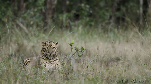 The final show! For a change my friend and I decided to head out to shoot some big cats. Just a couple of days before the Christmas we finalized a place, a reserve forest in Karnataka. It was my first safari and was bit excited!

We started of with the morning safari. It was around 7 AM. It was damn cold, i was shivering and my fingers went numb within minutes of the starting the safari. After a while I wasn't even able to press the shutter properly!!

As we traveled through the forest, i could feel the purity of the forest, the smell, the cold air, the morning calls of the birds, it was just amazing!!  It was 8:00 AM and still the light was low, the sun rays were no where to be seen!!

We came across a barking deer, grazing peacefully without being disturbed by our presence. Never seen a shy animal in open, grazing in presence of humans!! The next 1 hr went without any sightings.Then a huge male Sambar deer, in its prime form crossing the road. And that's it, we were nearing the end of our safari and then at last about 10 minutes towards the end of the safari we found a beautiful leopard walking on the road. As the leopard saw us it jumped to the side, took a look at us for about 5 seconds or so and disappeared into the forest. Due to some hiccups we were not able to take a single image :(

We came out of the reserve with some disappointment. We decided to take the evening safari as well. This time we came across a herd of about 5-6 Elephants grazing peacefully, a cute little fawn, and herds of Gaurs and then again no sight of big cats,the safari was about to end. 

It was getting dark and the chance of spotting any other animal was slim. We were 15 minutes away from the exit, and suddenly my friend altered softly "stop the jeep!, stop the jeep!, a leopard, a leopard!!", i turned back saw the leopard resting peacefully. We requested the driver to driver back slowly, stopped straight in front of the leopard, we were about 40 feet from him. He was resting like a king so majestic, his gaze fixed at us, he didnt even move his eyelids nor flick his tail, he just twitched his left ear a bit. He had a cut on his left side of his neck, he probably might have fought with a rival male! It was getting darker and after about 10 minutes, he got up(his gaze still fixed at us) and turned back and disappeared in to the thicket.
 Indian leopard,Panthera pardus fusca,big cat,india,mammal,panthera,predator,spotted cat,western ghats