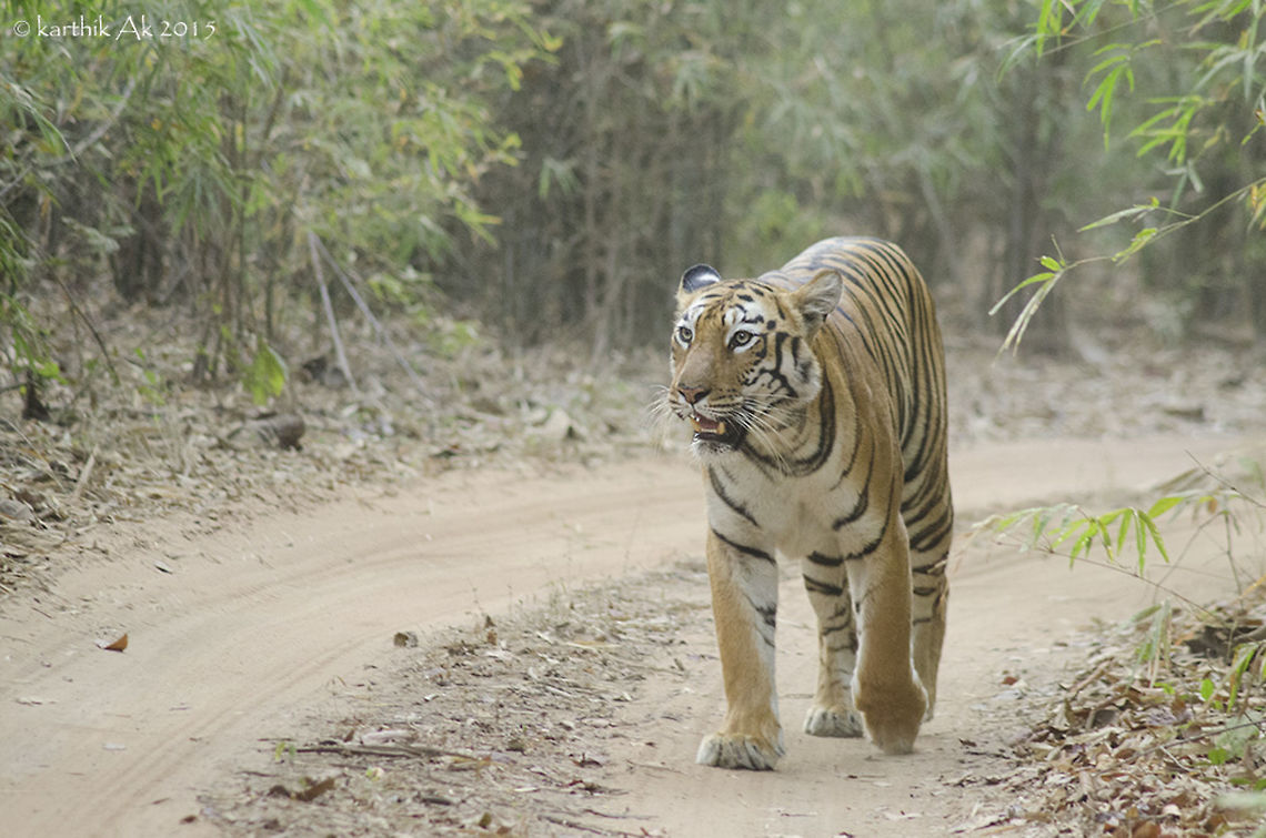 Maya - One of the queens of Tadoba My very first trip to Tadoba Andheri Tiger Reserve was very exciting and fruitful with many unexpected experiences. I was surprised to see that tigers there were so bold, they were least bothered about the presence of humans.<br />
The safari started at 6 AM. Like any other winter morning, it was very cold and misty.The sun was no where to be seen, after 45 minutes of driving, we spotted the tiger, resting and watching the grazing sambar deers. It was very far and we could just see the outline of the tiger's head. The tiger was at the other end of a road not meant for safaris, so we decided to wait.<br />
After about 20 minutes the mist had cleared and visibility was better. On getting some warmth she stood, as she stood we could see the bright orange coat, the tiger walked towards the waterhole, as the tiger came close, the guide introduced her as "Maya"- a bold female tiger about 4 years old. She drank water for full 7 minutes taking a 5 second break in between. She then started to mark her territory.<br />
she is a very good poser as well. Before disappearing into the bushes she sat down, looked in all directions as if she was posing for us!! Bengal tiger,Panthera tigris tigris,TATR,india,maya,tadoba,tigress
