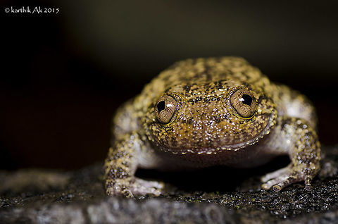 Karnataka night frog - Nyctibatrachus Karnatakaensis An endangered and endemic frog species from the Western Ghats. These can be found in torrential streams of the shola forests. This individual was resting on the edge of a huge rock about 3 feet from the water surface. 
This is the biggest nycti i have ever seen and documented from Charmadi Ghats. Saw around 10 individuals on rocks as well as in streams. 
Spent around 2 hrs observing them. Not much activity seen apart from munching on insects that flew past them.
Same individual from the other image in a different perspective! Giant wrinkled frog,India,Nyctibatrachus karnatakaensis,endangered species,endemic,largest,night frog,western ghats