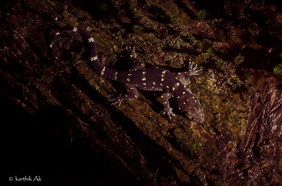 The Yellow spotted gecko - Hemidactylus prashadi It was on a monsoon night in one of the biodiversity hotspot in the western ghats. It is one of the few places during monsoons where you get to see beautiful life forms. Came across many species of reptiles and amphibians. One of the reptile is this - a yellow spotted gecko which looks like a deccan banded gecko from a distance, except for the yellow spots and crocodile like skin surface in the latter.<br />
The place is one of the wettest in monsoons. When no rain, the place will be foggy with tiny droplets of water as if the entire place was sprayed. As we were looking for life, came across some yellow spots on a tree. It was attractive, given the weather conditions, we could only see the yellow spots burning bright under our torch light. On closer inspection we realized it to be the yellow spotted gecko an endemic gecko to the western ghats Bombay Leaf-toed Gecko,Hemidactylus prashadi,amboli,endemic,gecko,india,reptile,western Ghats,yellow spotted
