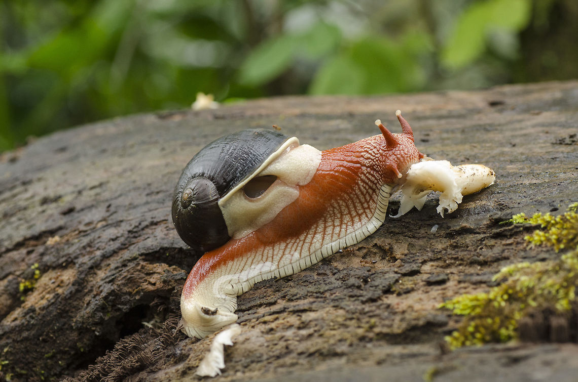The red giant - Indrella ampulla These snails are common throughout the western ghats and can be seen in large numbers during the monsoons feasting on the fungi/mushroom that grows on the dead/living tree. It is native species and found only in the western ghats of India. <br />
These are one of the largest snails in India. Unlike the invasive species of snails these snails don&#039;t destroy the plants instead as i said earlier will feed on fungi, thereby protecting the trees from parasitic fungi. These are snails bright red in color and rarely can be seen in pale yellowish red color.  Indrella ampulla,Molluscs,endemic,fungi eaters,giant snail,india,native species,red snail,western ghats