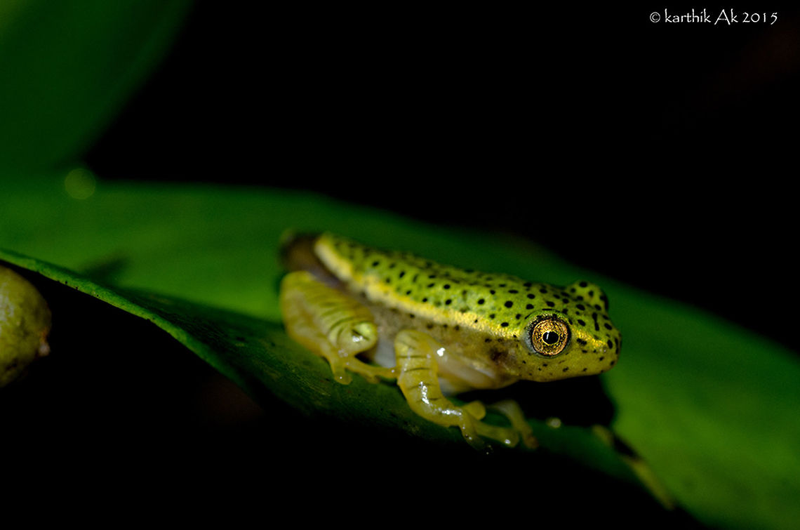 The Golden Eye! <br />
Western Ghats is truly a hidden treasure of India. There are many species large and small that are yet to be discovered or described. My only wish is to see as many as i can before the pristine forests along with its gems are engulfed in the name of development!<br />
Pictured here is one such gem found in the the mighty Ghats! A froglet stage of an endangered species of frog - Rhacophorus lateralis, that was rediscovered after more than a century or perhaps neglected for a century!! <br />
It was my dream to see the tadpole and froglet stage of these frogs, luckily i was able to find couple of them in froglet stages. <br />
I wanted to show the beautiful eyes, but couldnt get a better image than this.<br />
It was very challenging to shoot, the conditions were very bad, it was raining with strong winds, the leaf was rocking heavily, in spite of such movements, the froglet was on the leaf.<br />
Hope these gems stay here for many years to come!!<br />
<a href="http://www.indianaturewatch.net/displayimage.php?id=523897" rel="nofollow">http://www.indianaturewatch.net/displayimage.php?id=523897</a><br />
<a href="https://www.flickr.com/photos/karthikakm/16469916723/" rel="nofollow">https://www.flickr.com/photos/karthikakm/16469916723/</a> Rhacophorus lateralis,amphibian,endangered,endemic,froglet,india,western ghats