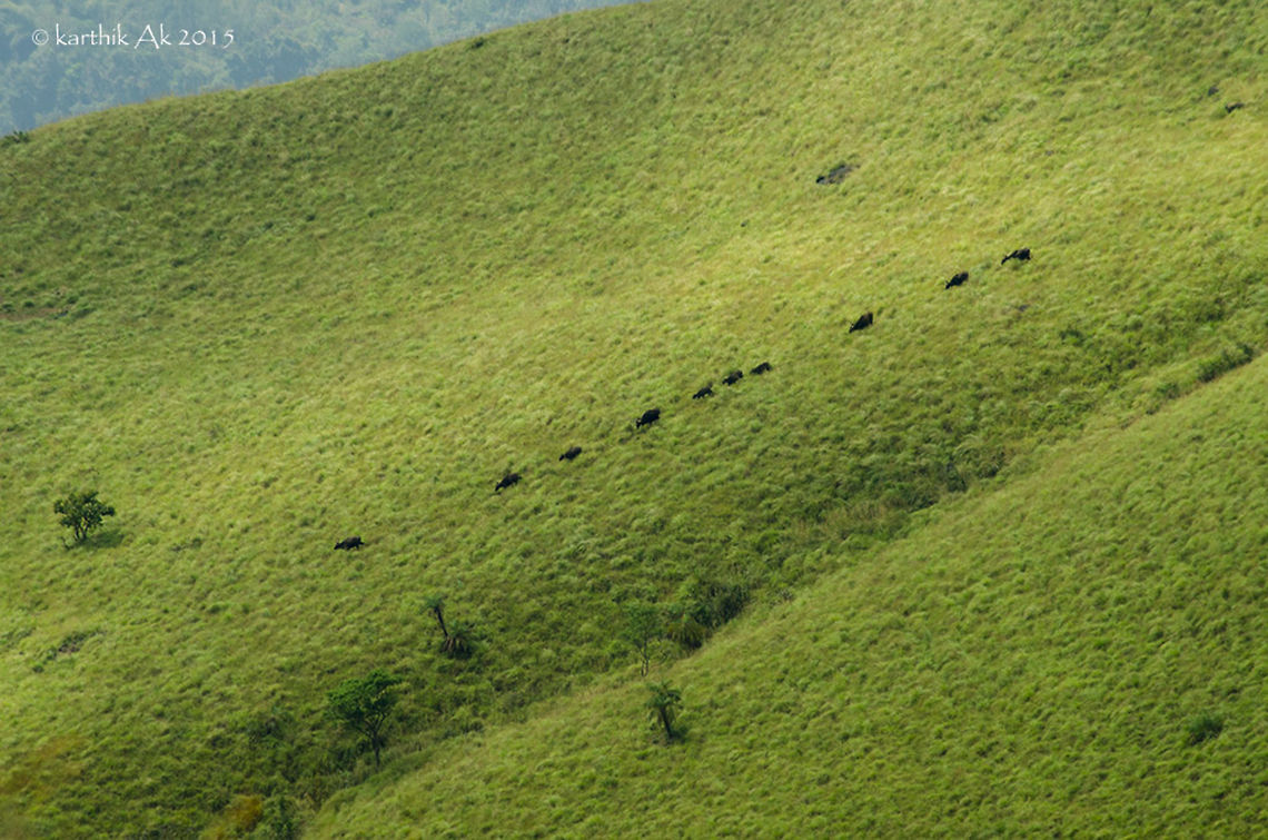 The Descent! Gaurs are probably the largest bovine species in the wild. They are massive, with some weighing over a tonne!!<br />
They are usually in groups, but sometimes huge males can be seen wandering around alone. I have been seeing a herd of gaurs in this part of Karnataka since last year during post monsoons. Not sure if i'm seeing the same herd or not but the number has been increased.<br />
It was in morning when we decided to hike back, we came across this herd on the 3rd mountain slope from us, descending down to the thick forest patch in the base. <br />
It was treat to watch them descend slowly, one of the best moments for us! <br />
Bos gaurus,Gaur,bovine,habitat,indian bison,western ghats