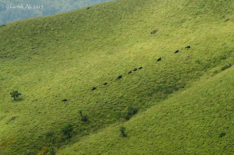 The Descent! Gaurs are probably the largest bovine species in the wild. They are massive, with some weighing over a tonne!!
They are usually in groups, but sometimes huge males can be seen wandering around alone. I have been seeing a herd of gaurs in this part of Karnataka since last year during post monsoons. Not sure if i'm seeing the same herd or not but the number has been increased.
It was in morning when we decided to hike back, we came across this herd on the 3rd mountain slope from us, descending down to the thick forest patch in the base. 
It was  treat to watch them descend slowly, one of the best moments for us!   
    Bos gaurus,Gaur,bovine,habitat,indian bison,western ghats