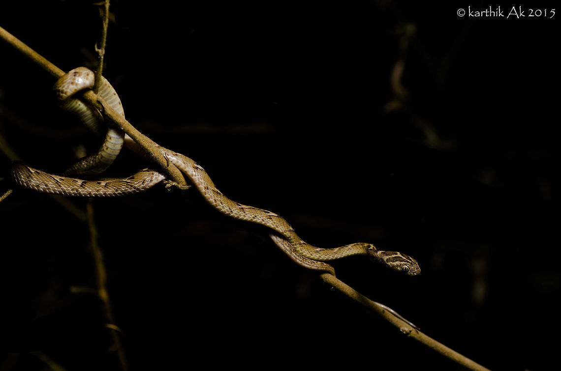 Common Cat eyed snake -  Boiga trigonata Schneider During a night walk we came across few birds, sleeping in bushes and trees, a rat up in tree foraging, a sleeping garden lizard(have seen one common thing in the behavior of these garden lizards, will share that on some other day) and  a common cat eyed snake in the bush.<br />
The snake was in the bush next to the plant where the garden lizard was sleeping, there was no chance of the snake preying on the lizard as there was huge size  difference. <br />
The left of the snake had its eye cap still intact, seemed to have shed its skin recently. Will share the image of the eye in the next post.<br />
Be it day or night, there is always some activity which will always fascinate you.  Boiga trigonata,boiga,common cat eyed snake,india,karnataka,mildly venomous,neurotoxin,nocturnal,snake,trigonata